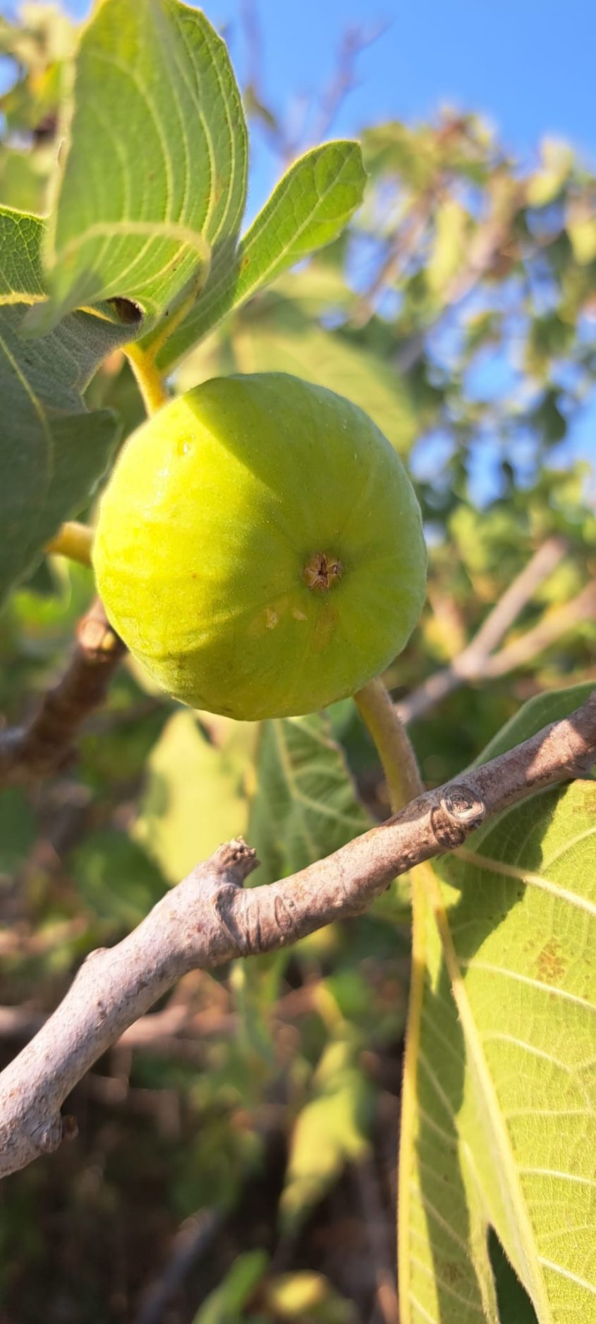 זו העונה שלהן: עץ תאנים בפארק האקולוגי של אשדוד