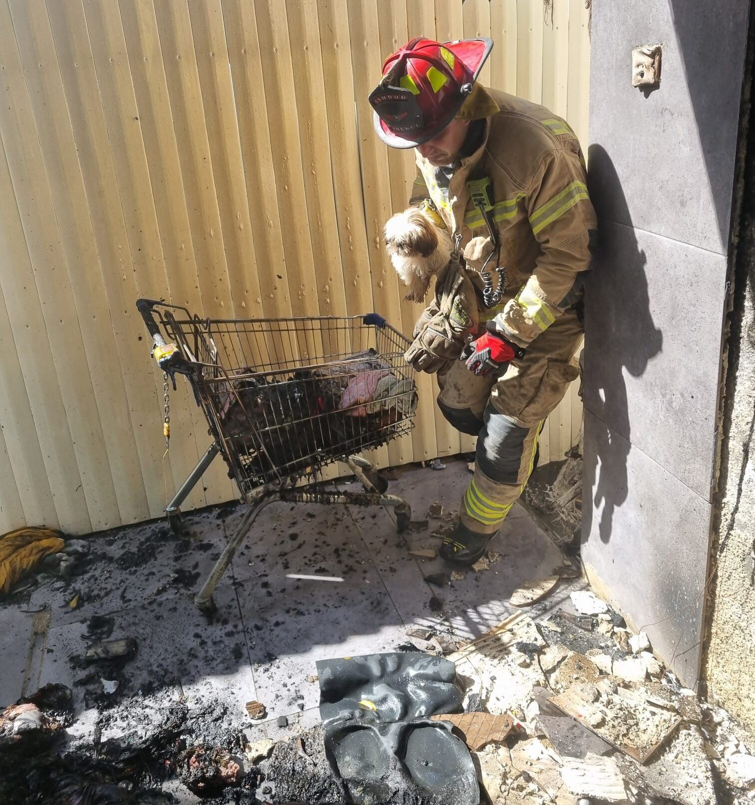 כלב שחולץ משריפה. צילום: תיעוד מבצעי כבאות והצלה